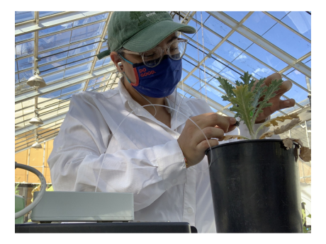 Scientist analyzing a plant.