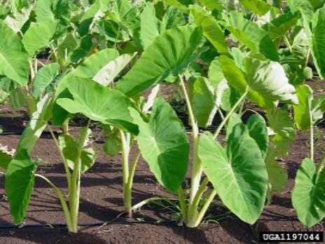 Taro Plants