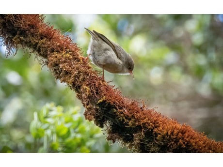 Grey and white akikiki bird on a branch