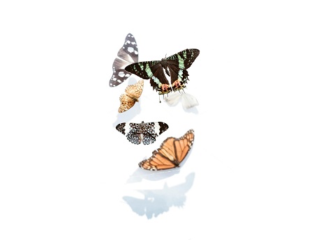 Photos of various types of butterflies.